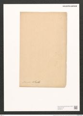 Pleurosigma macrum W.Sm. (de-Toni-Nr.: Genus 13, Species 1090) Zeichnungen Sammlung Grunow (NHMW-BOT-W0369151)